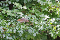 ヒヨドリ幼鳥　①