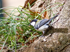 虫さん居ないかな～　②