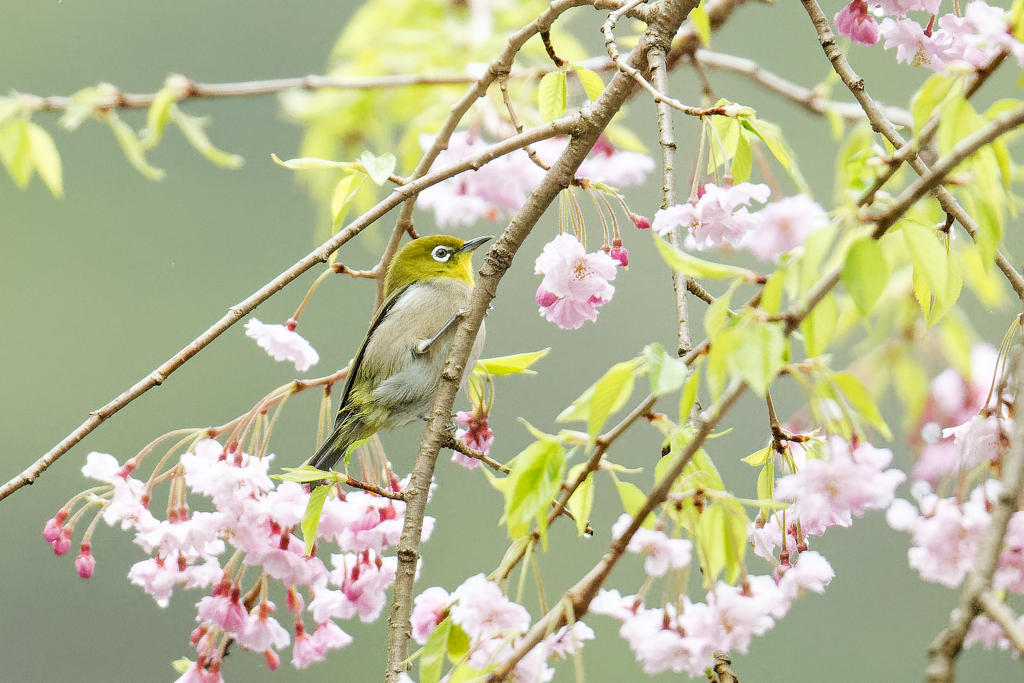 蜜の誘惑　②