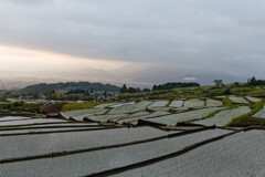 中野の棚田