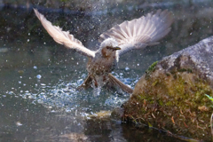 ヒヨドリさんの水浴び　③