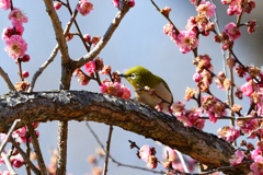 梅に戯れる　②