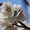 白梅（春の日に・・・）