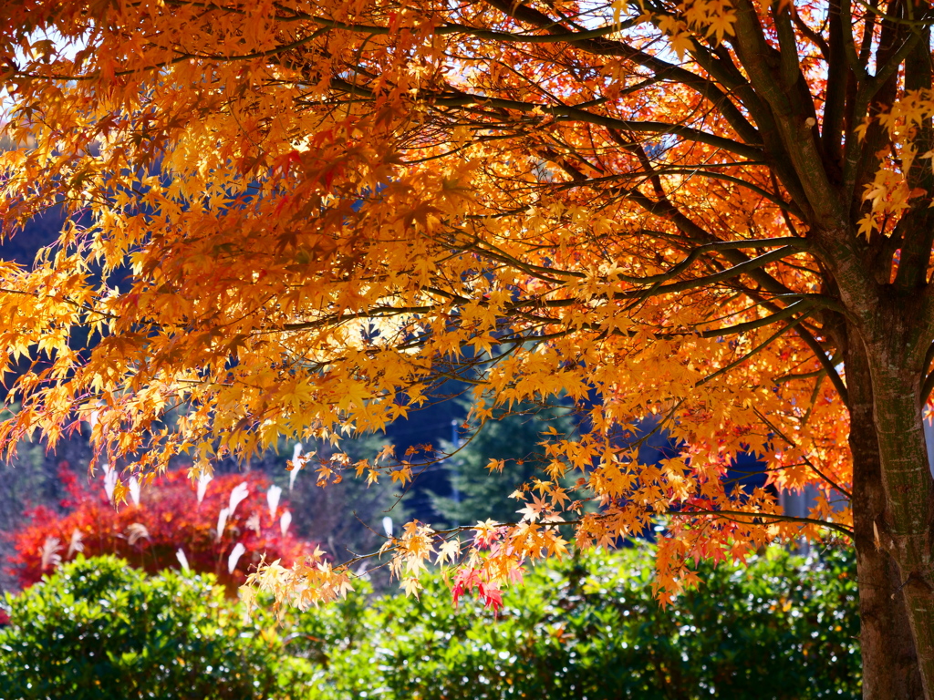 晩秋の紅葉４（みずがき湖畔）
