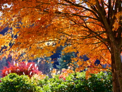 晩秋の紅葉４（みずがき湖畔）