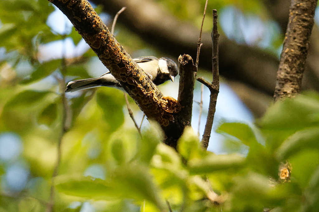 高木の上に　①