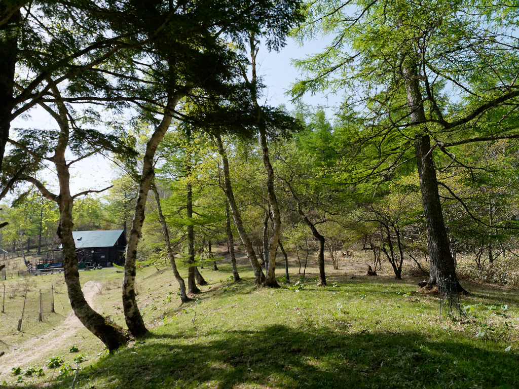 高山の林　③