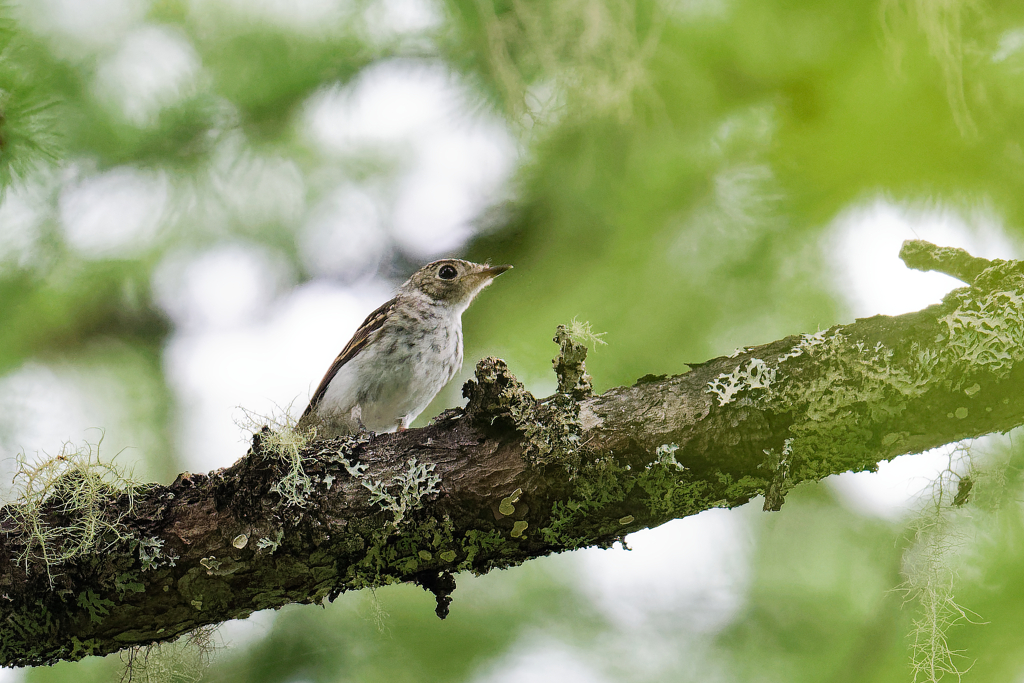 コサメビタキ幼鳥