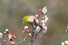 梅に酔う　②