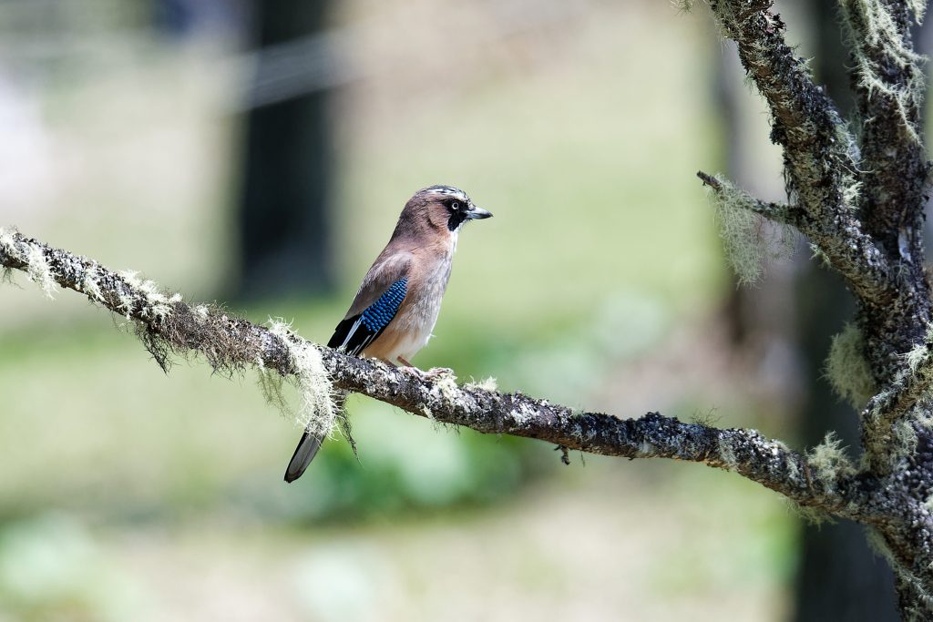 お山シリーズ第二段（高山のカケス）