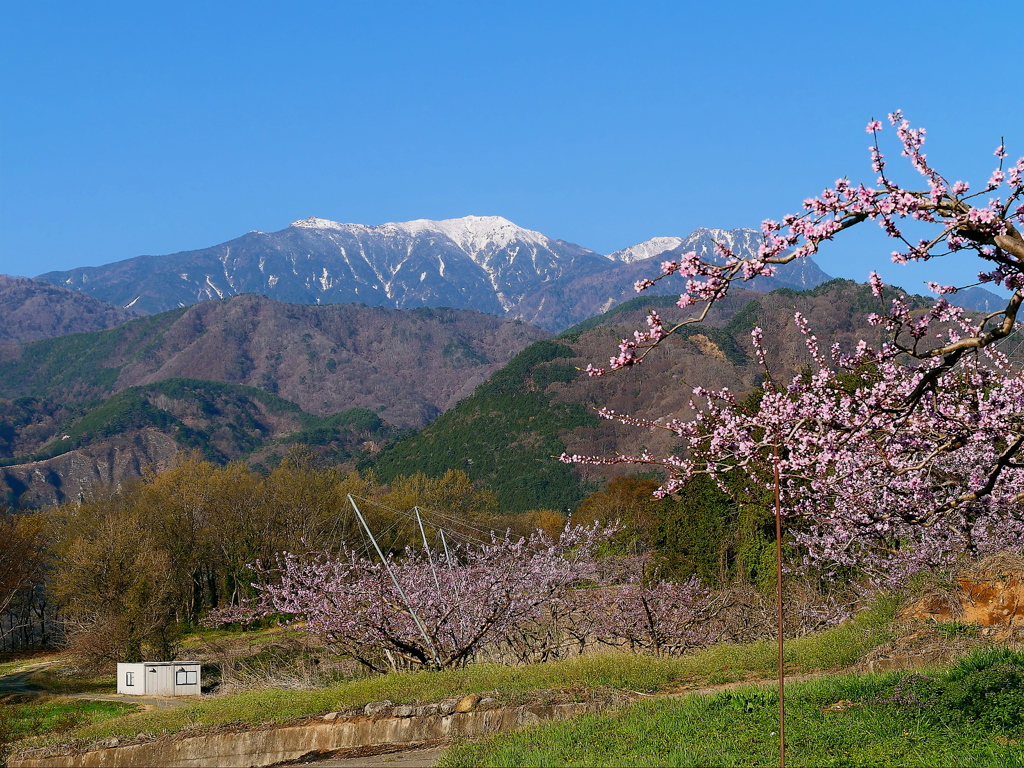 鳳凰三山と桃の花