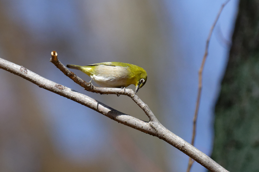 メジロ四態　②