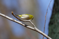 メジロ四態　②