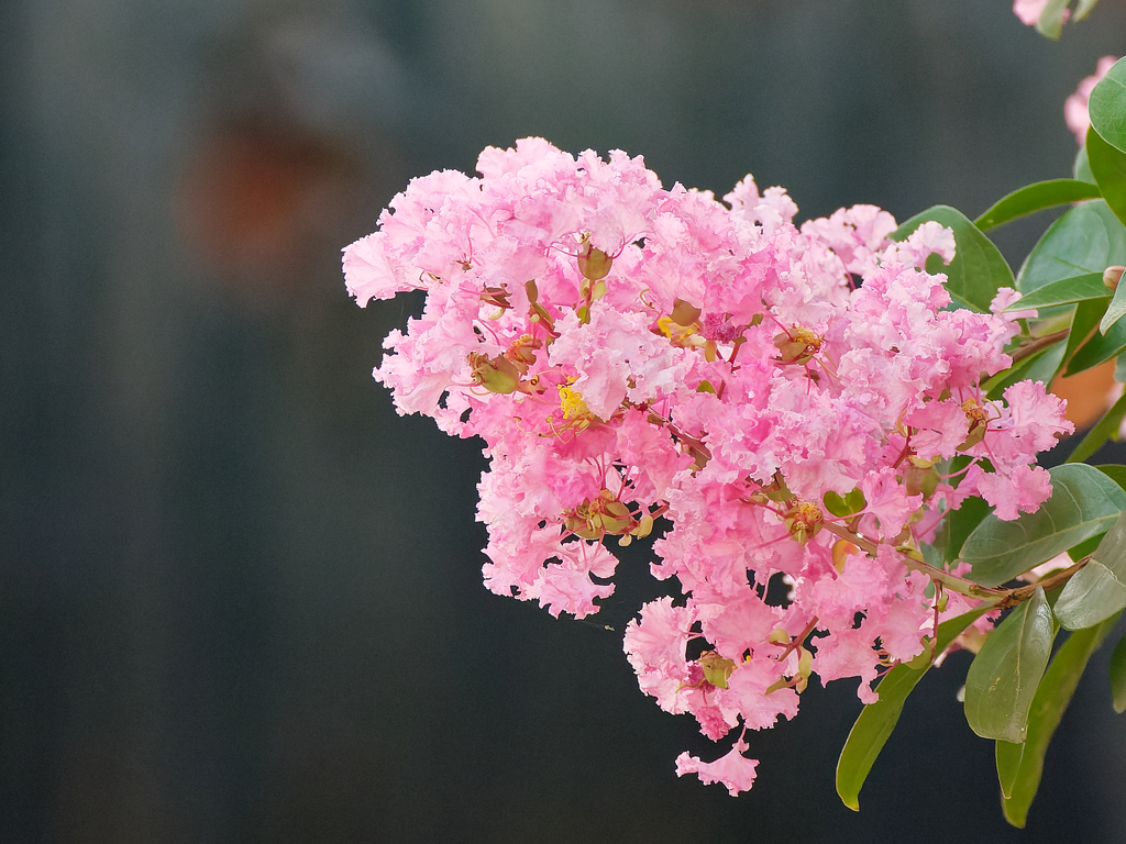 百日紅の花