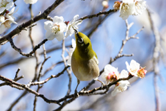 蜜に夢中！　⑤