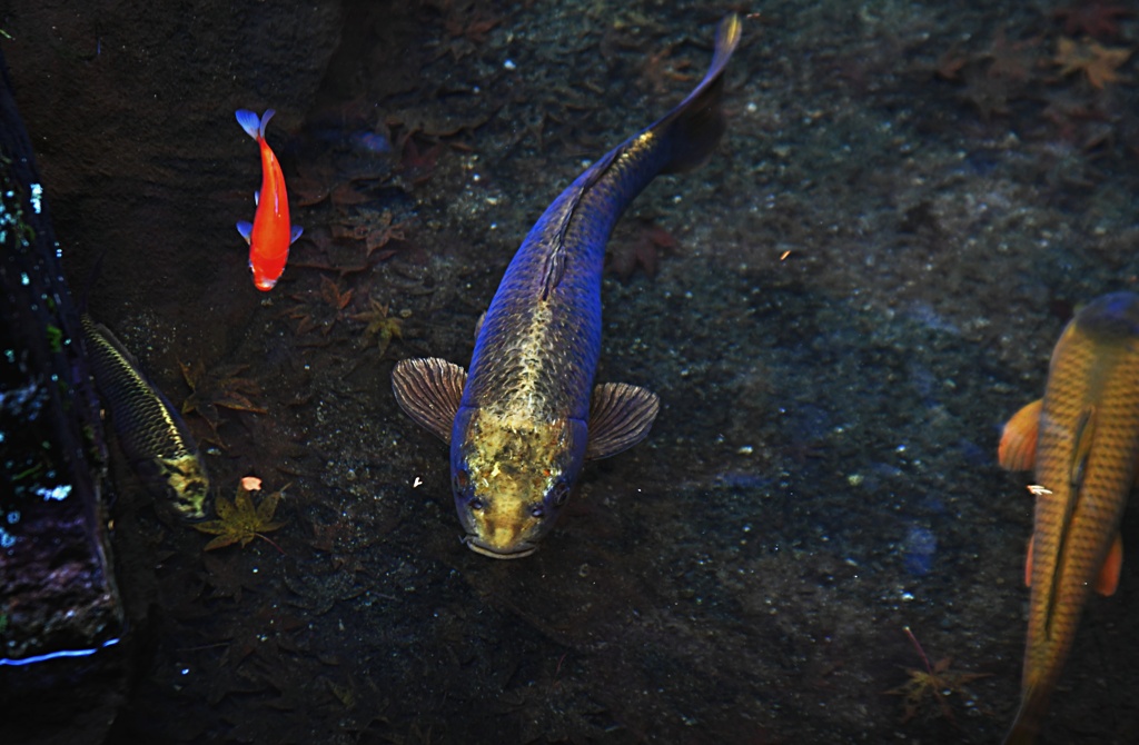 下呂温泉にも人面魚がいた！！