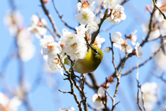蜜に夢中！　③
