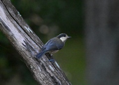 ヤマガラ幼鳥④