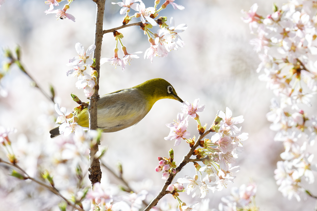 春の夢　②
