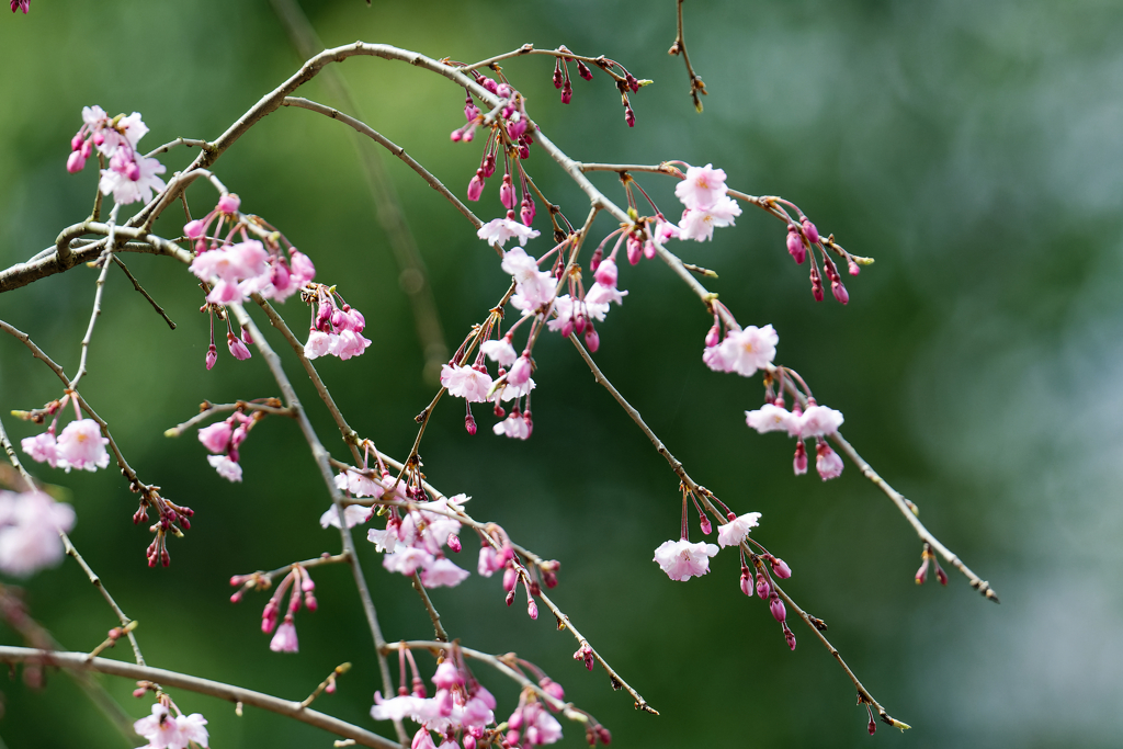 可憐な桜