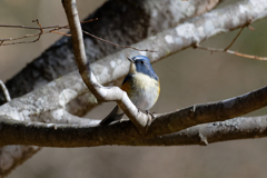 続・幸せの青い鳥　③