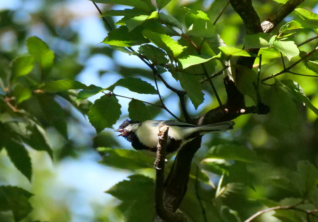 シジュウカラの囀り