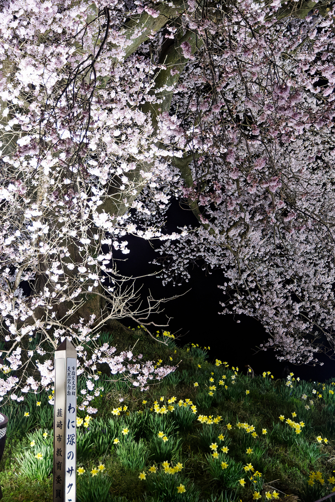わに塚の桜　④
