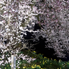 わに塚の桜　④