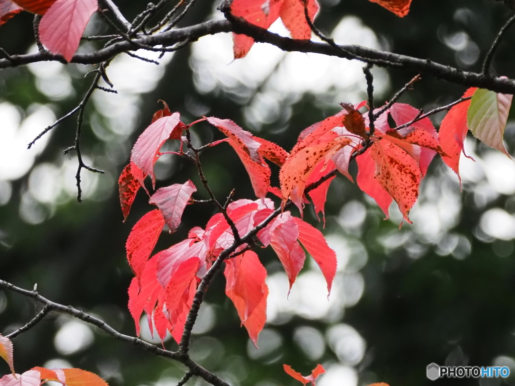 夏の紅葉