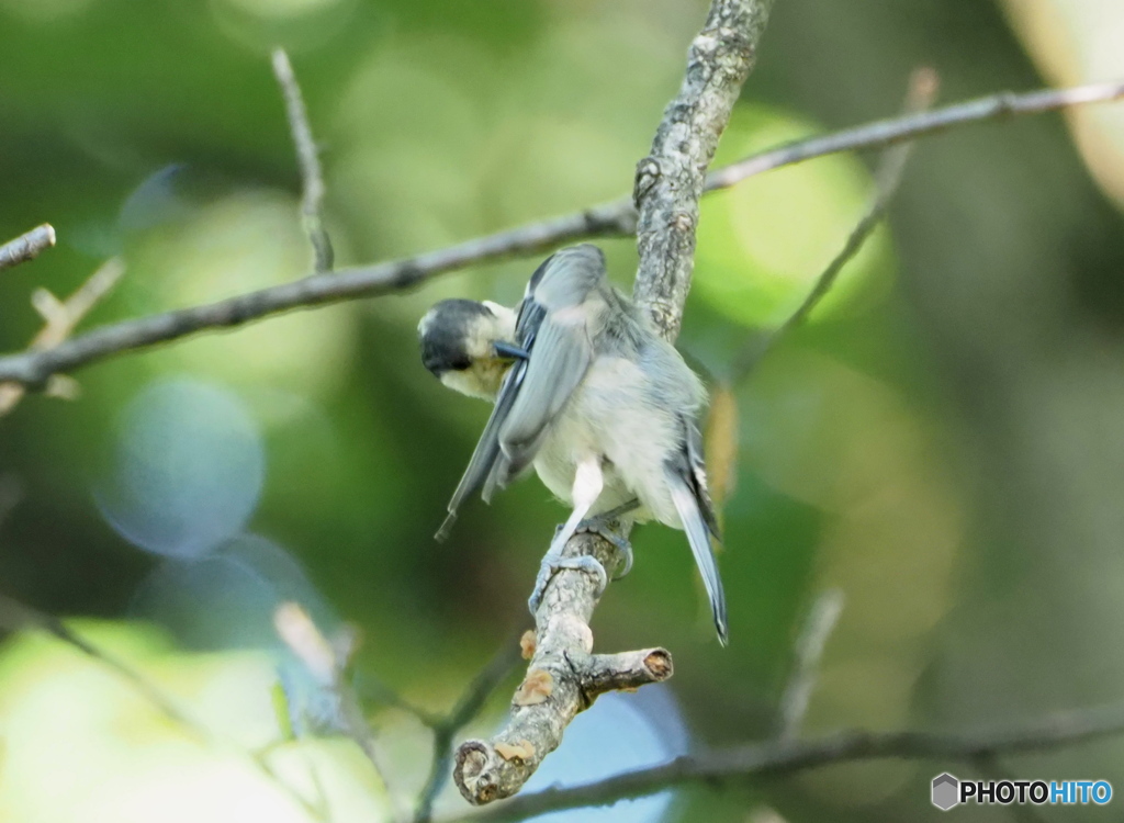ヤマガラ幼鳥２