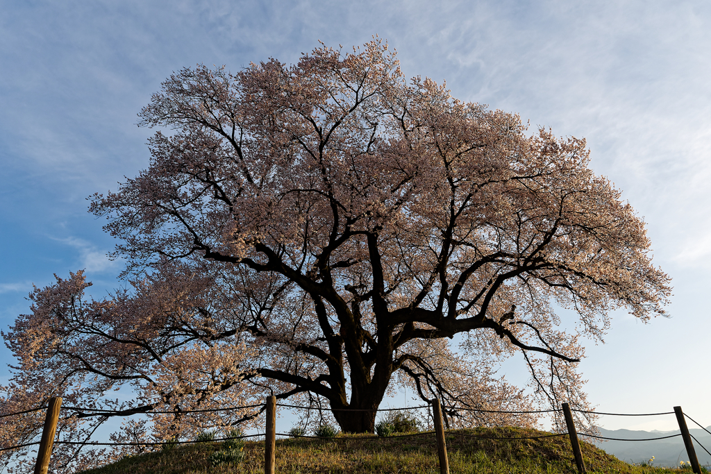 一本桜