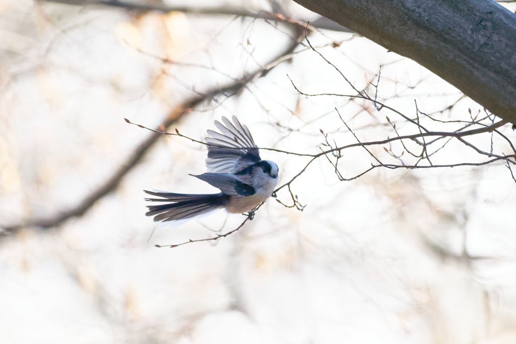 羽根を広げたエナガちゃん