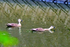 池のカルガモ