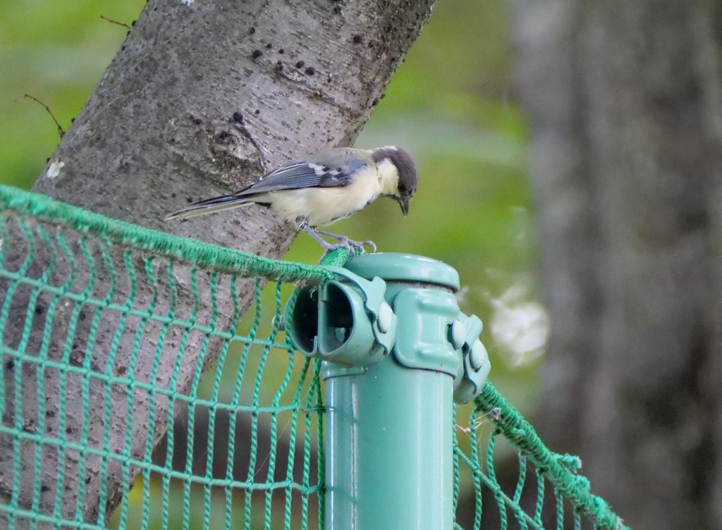 遊んでくれないの・・・