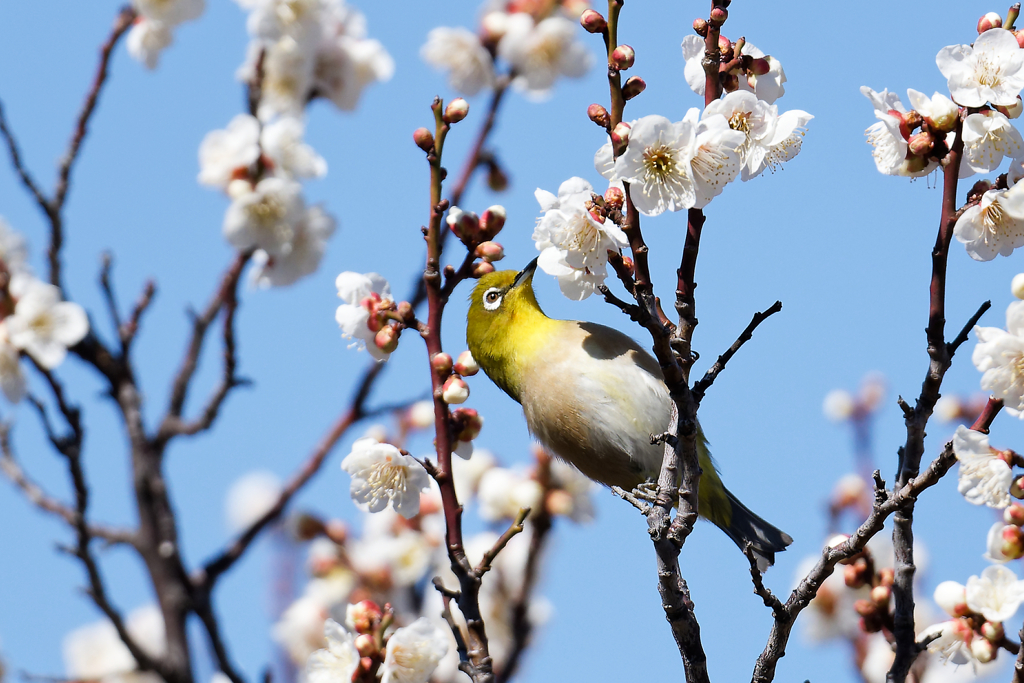 ウメジロー