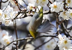 甲斐のウメジロー　②