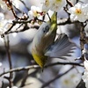 甲斐のウメジロー　②