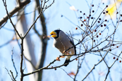 木の実を咥えたイカルさん