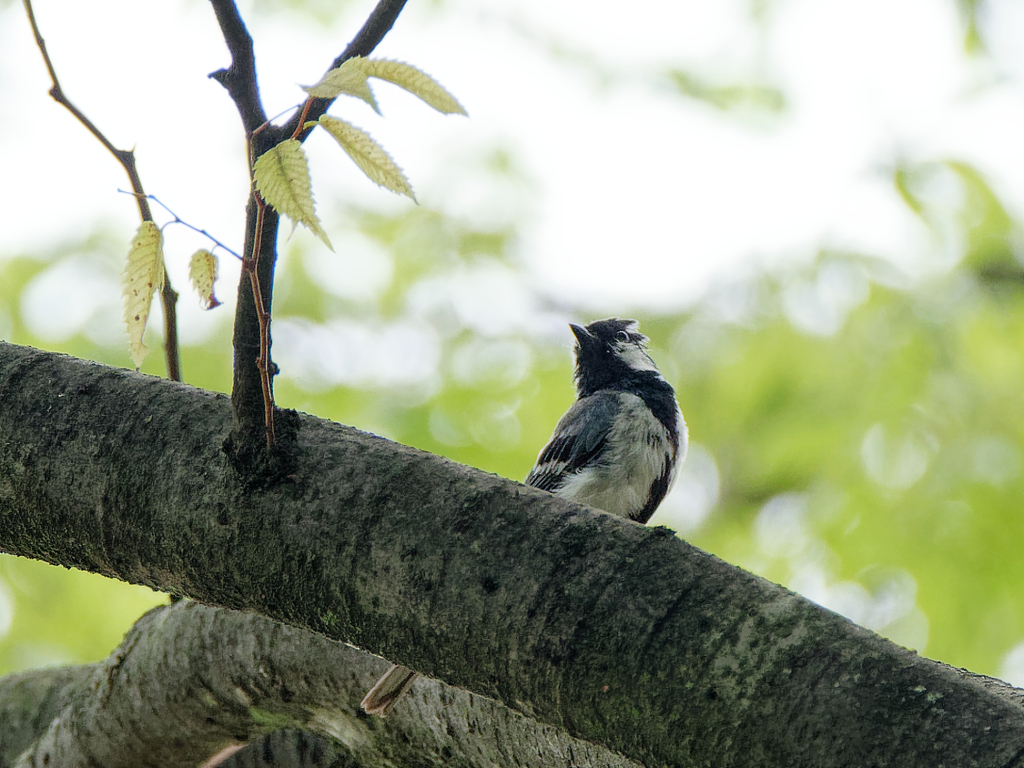 見つかっちゃった！