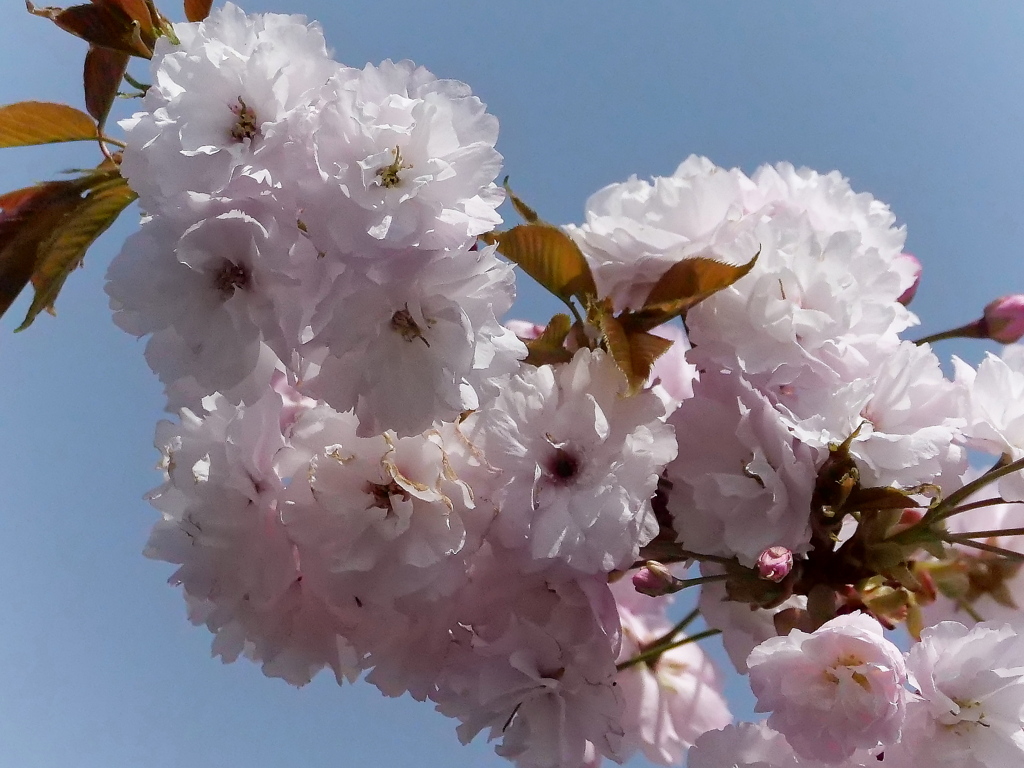 八重の桜