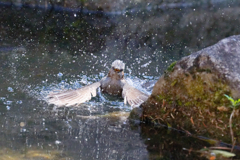 ヒヨドリさんの水浴び　①