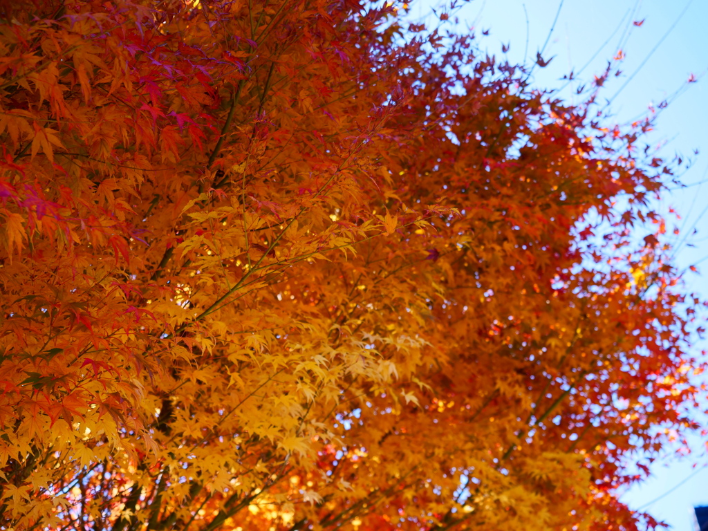 晩秋の紅葉５（みずがき湖畔）