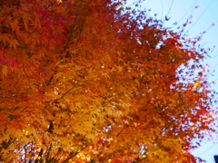 晩秋の紅葉５（みずがき湖畔）