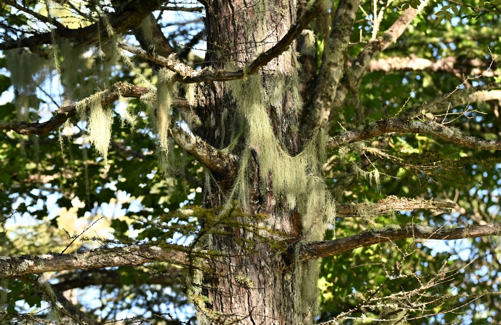 サルオガゼ