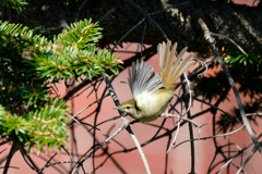 ウグイスさんのダンス