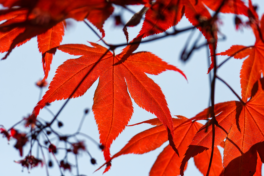 季節外れの紅