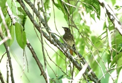 初見・初撮り！ジョビ幼鳥　①