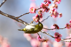 梅に戯れる　⑤