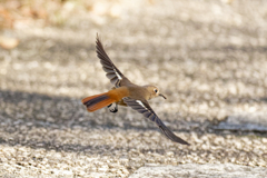 餌を咥えて・・・