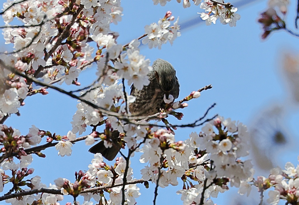 蜜の誘惑　②